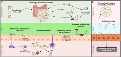 Lactobacillus johnsonii and host communication: insight into modulatory mechanisms during health and disease